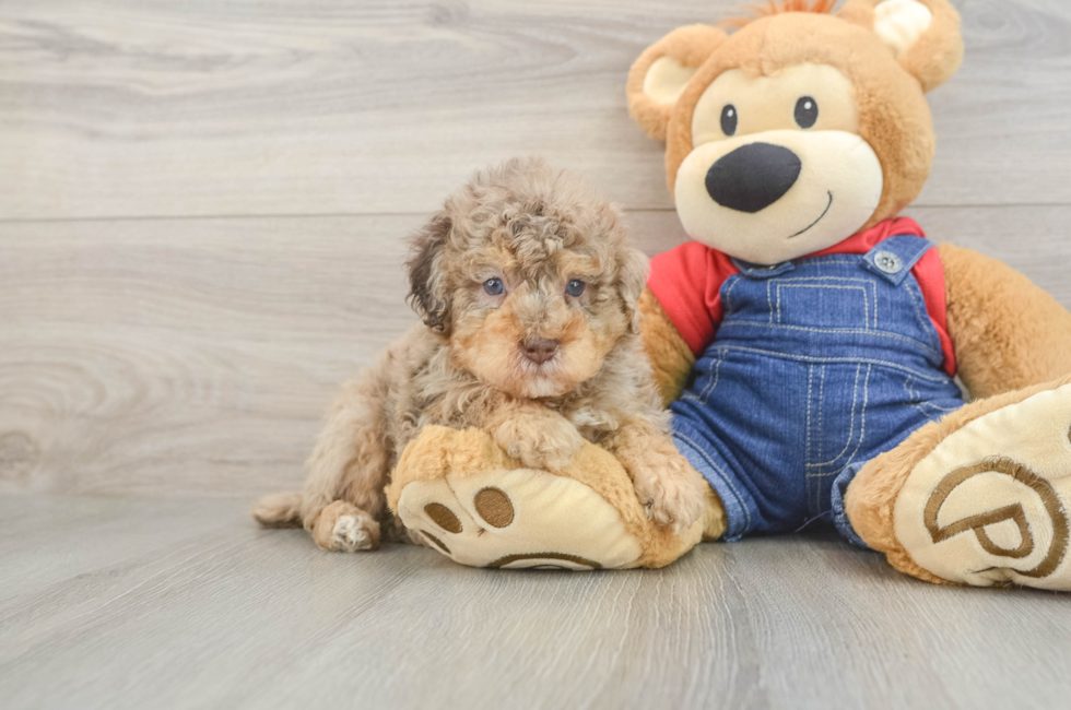5 week old Poodle Puppy For Sale - Windy City Pups