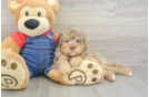 Best Poodle Baby