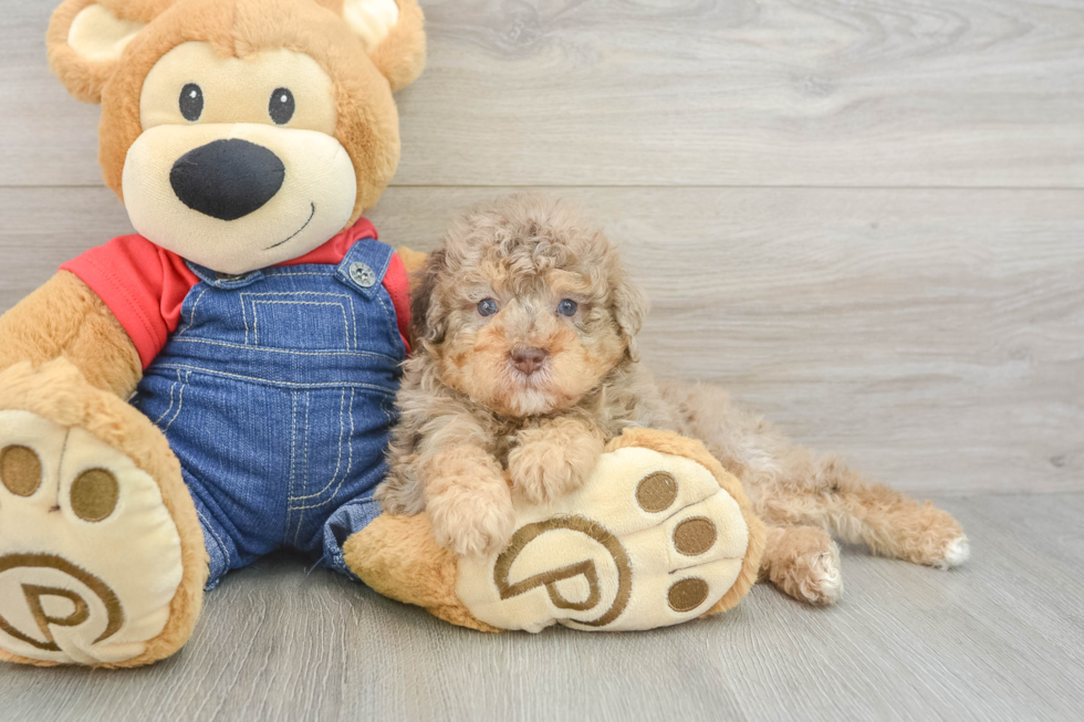 Best Poodle Baby