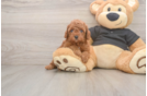 Small Poodle Purebred Pup