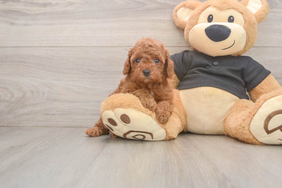 Small Poodle Purebred Pup