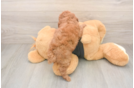 Poodle Puppy for Adoption