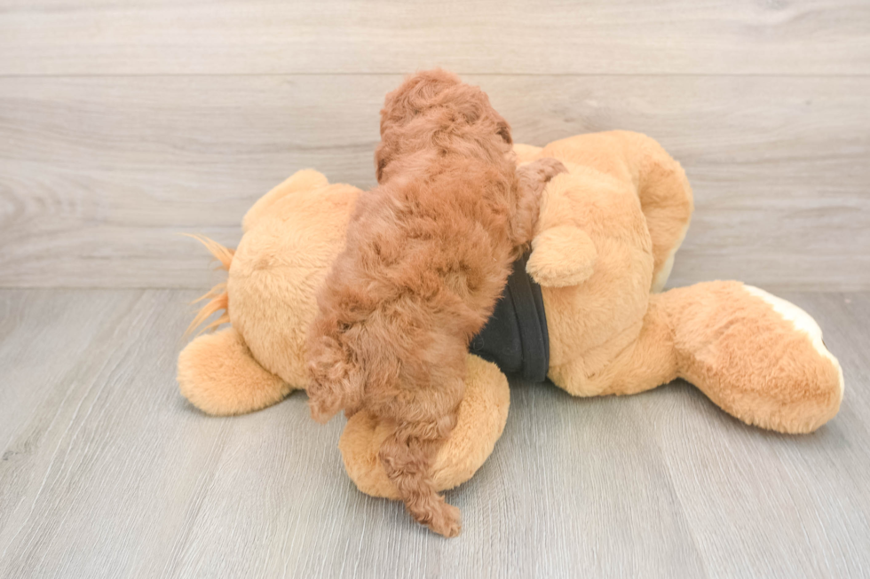 Poodle Puppy for Adoption