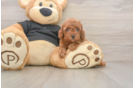 Hypoallergenic Poodle Baby