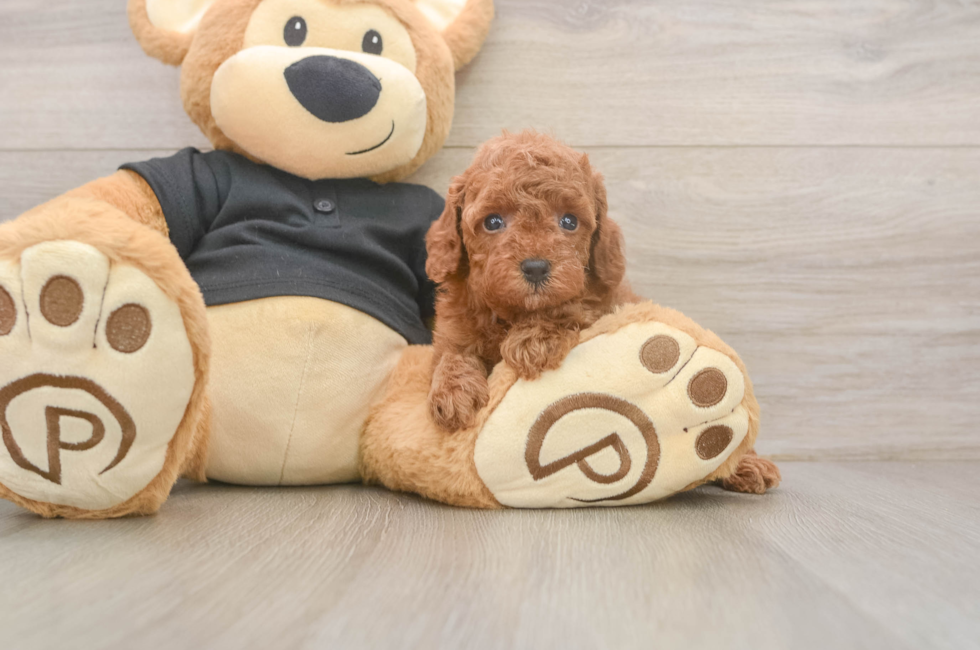 5 week old Poodle Puppy For Sale - Windy City Pups
