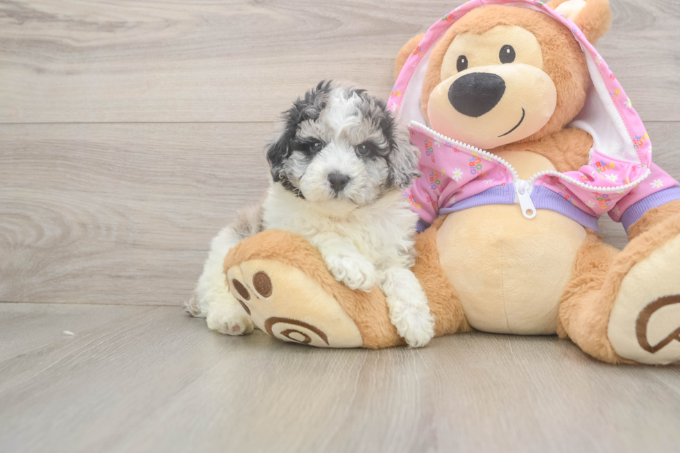 Popular Poodle Purebred Pup