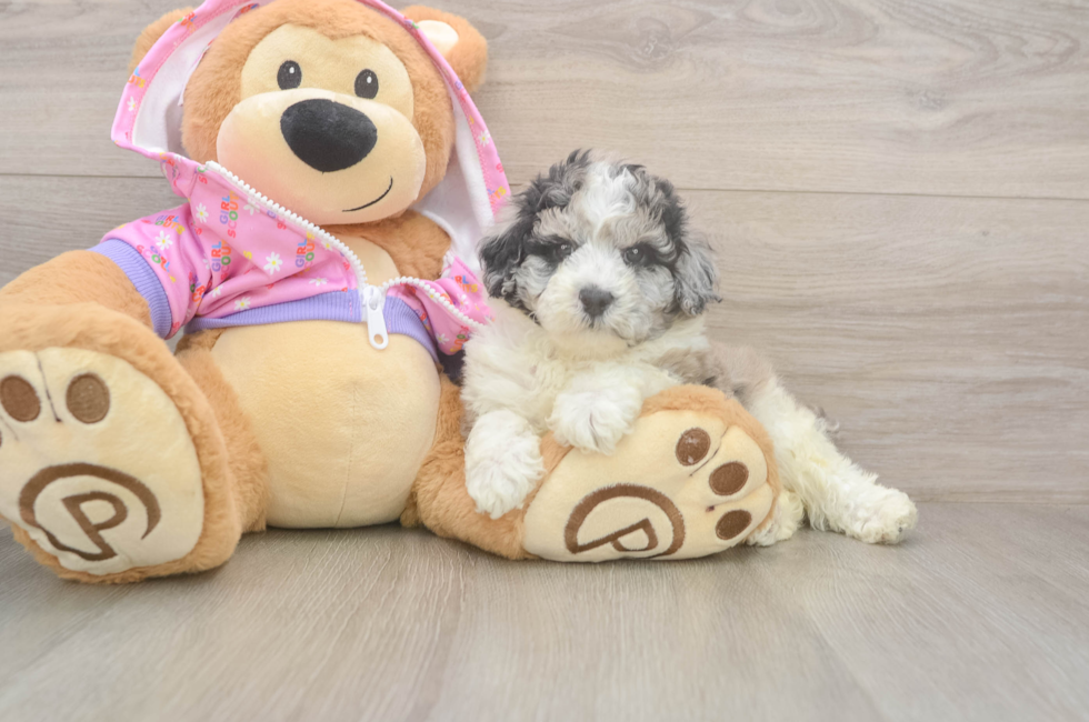 6 week old Poodle Puppy For Sale - Windy City Pups