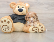 5 week old Poodle Puppy For Sale - Windy City Pups