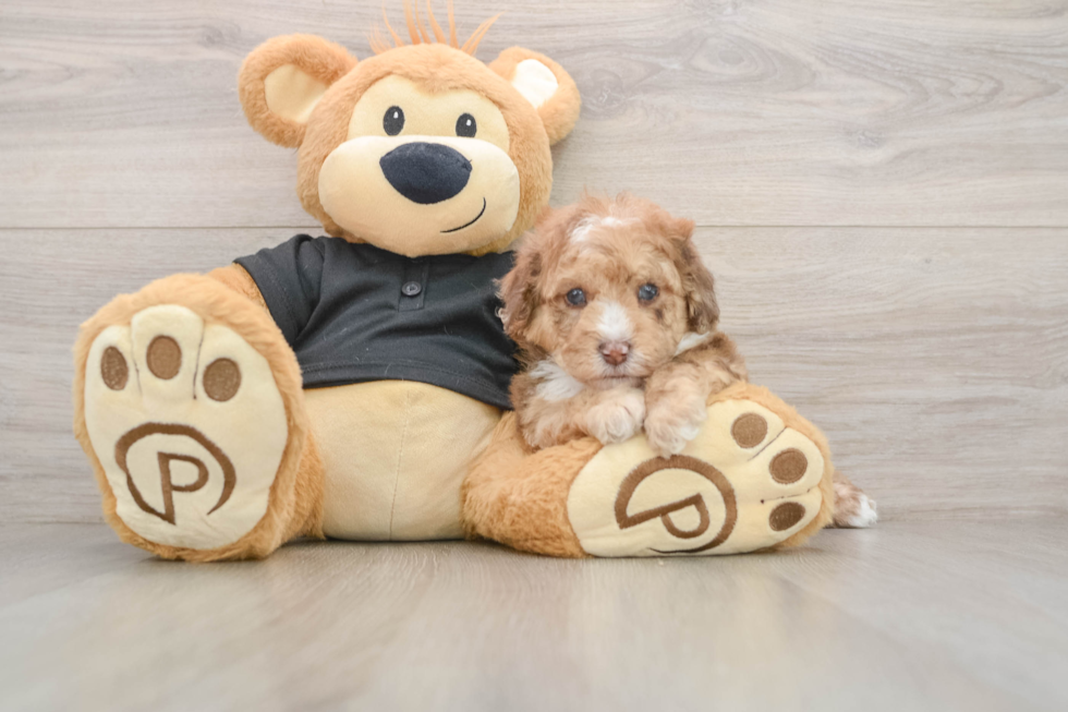 Little Poodle Purebred Pup