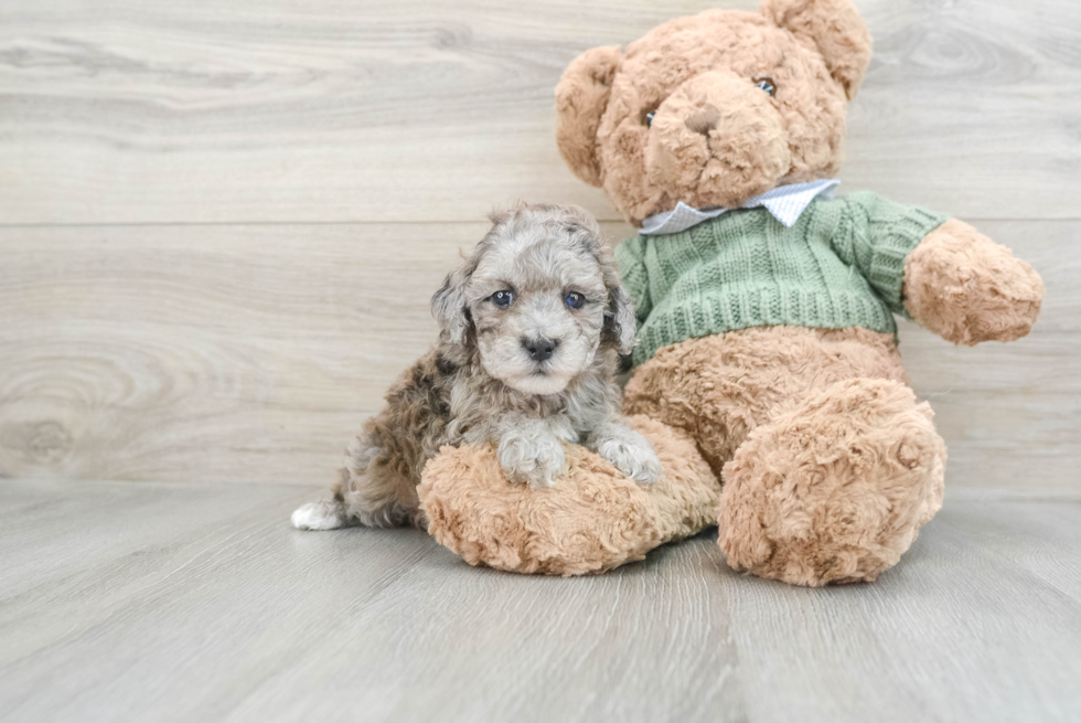 Poodle Pup Being Cute