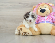 7 week old Poodle Puppy For Sale - Windy City Pups