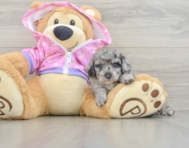 6 week old Poodle Puppy For Sale - Windy City Pups