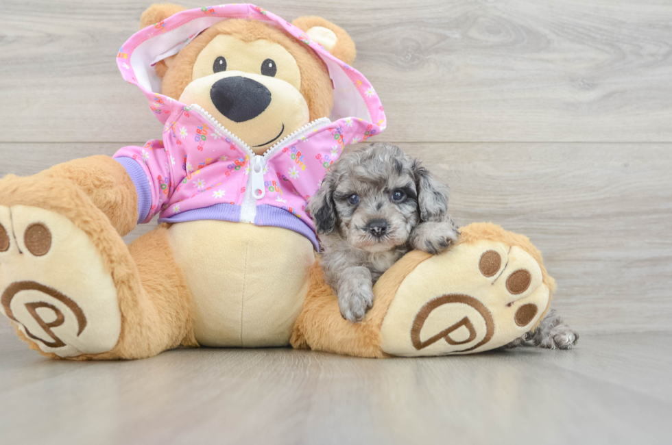 5 week old Poodle Puppy For Sale - Windy City Pups