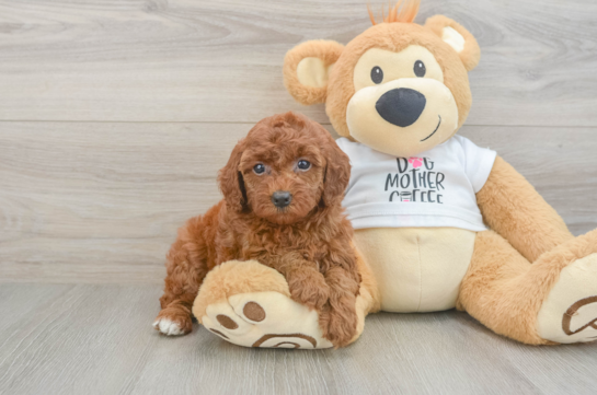Poodle Pup Being Cute