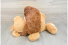 Poodle Pup Being Cute