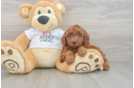 Poodle Puppy for Adoption