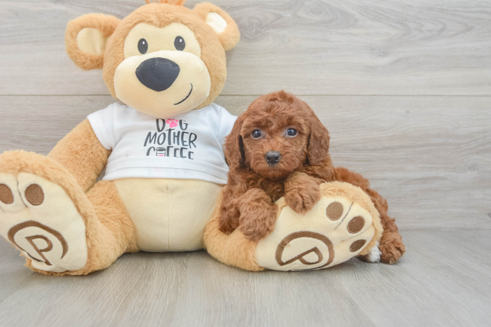 Poodle Puppy for Adoption