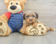 7 week old Poodle Puppy For Sale - Windy City Pups