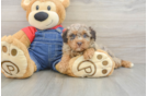 Poodle Puppy for Adoption