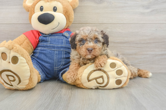 Poodle Puppy for Adoption