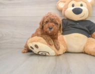 6 week old Poodle Puppy For Sale - Windy City Pups