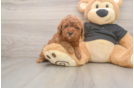 Small Poodle Purebred Pup