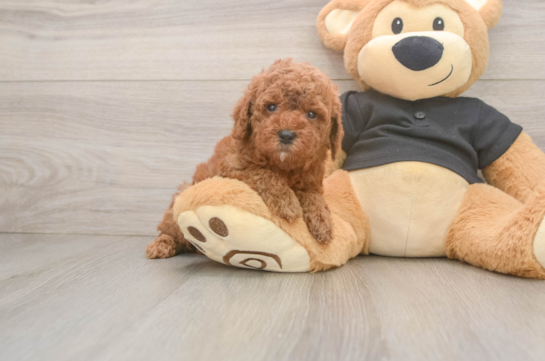 Small Poodle Purebred Pup