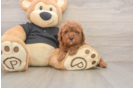 Popular Poodle Purebred Pup