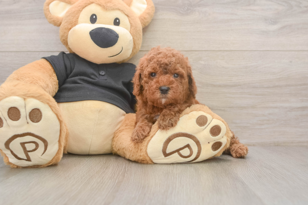 Popular Poodle Purebred Pup