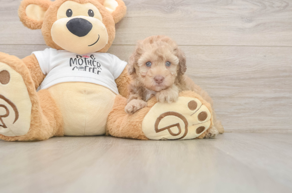9 week old Poodle Puppy For Sale - Windy City Pups