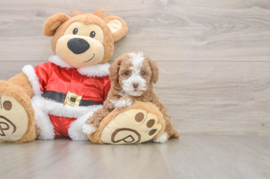 Poodle Pup Being Cute