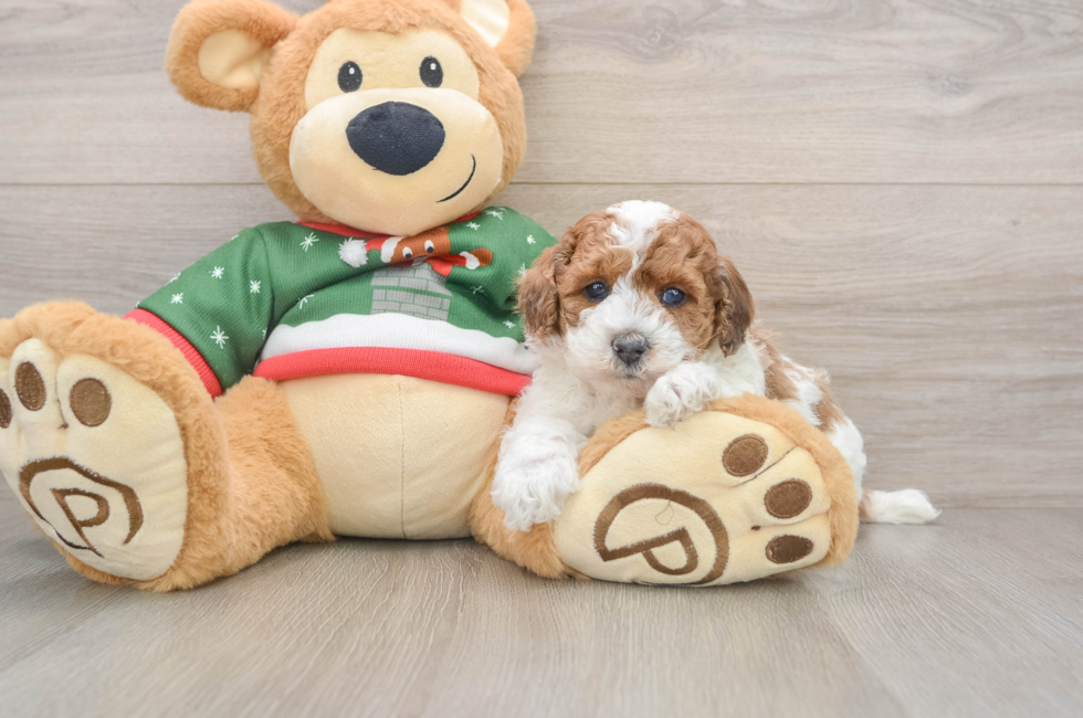 5 week old Poodle Puppy For Sale - Windy City Pups