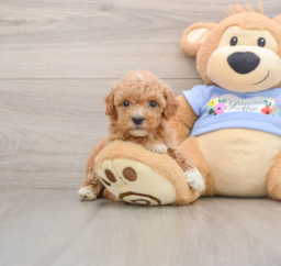 7 week old Poodle Puppy For Sale - Windy City Pups
