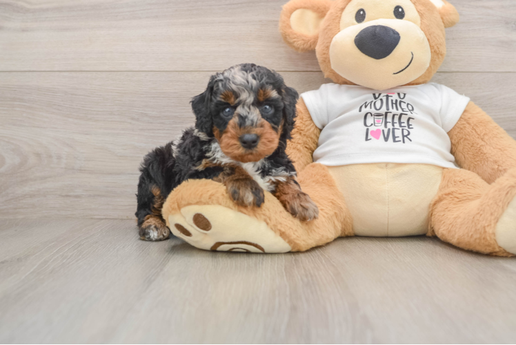 Best Poodle Baby