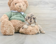 7 week old Poodle Puppy For Sale - Windy City Pups