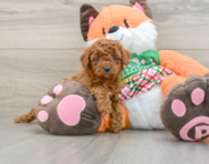 5 week old Poodle Puppy For Sale - Windy City Pups