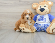 8 week old Poodle Puppy For Sale - Windy City Pups