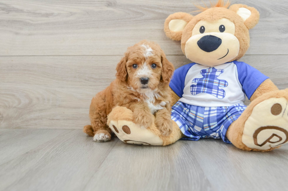 7 week old Poodle Puppy For Sale - Windy City Pups