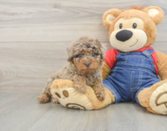 7 week old Poodle Puppy For Sale - Windy City Pups