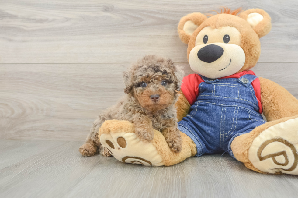 5 week old Poodle Puppy For Sale - Windy City Pups