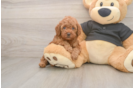 Hypoallergenic Poodle Purebred Pup