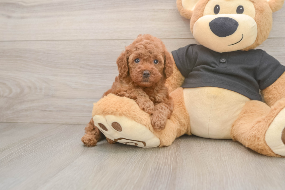 Hypoallergenic Poodle Purebred Pup
