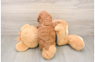 Smart Pudel Purebred Puppy