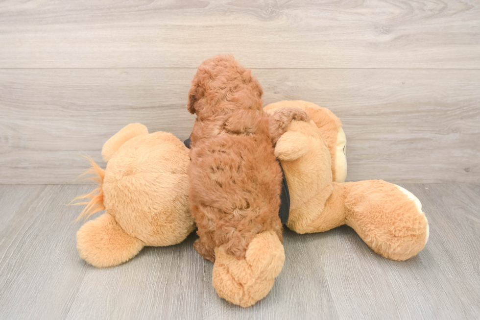 Smart Pudel Purebred Puppy