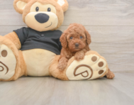 7 week old Poodle Puppy For Sale - Windy City Pups