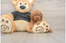 Poodle Puppy for Adoption