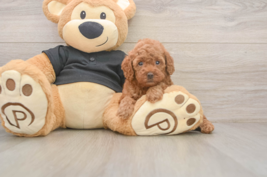 Poodle Puppy for Adoption