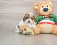 7 week old Poodle Puppy For Sale - Windy City Pups