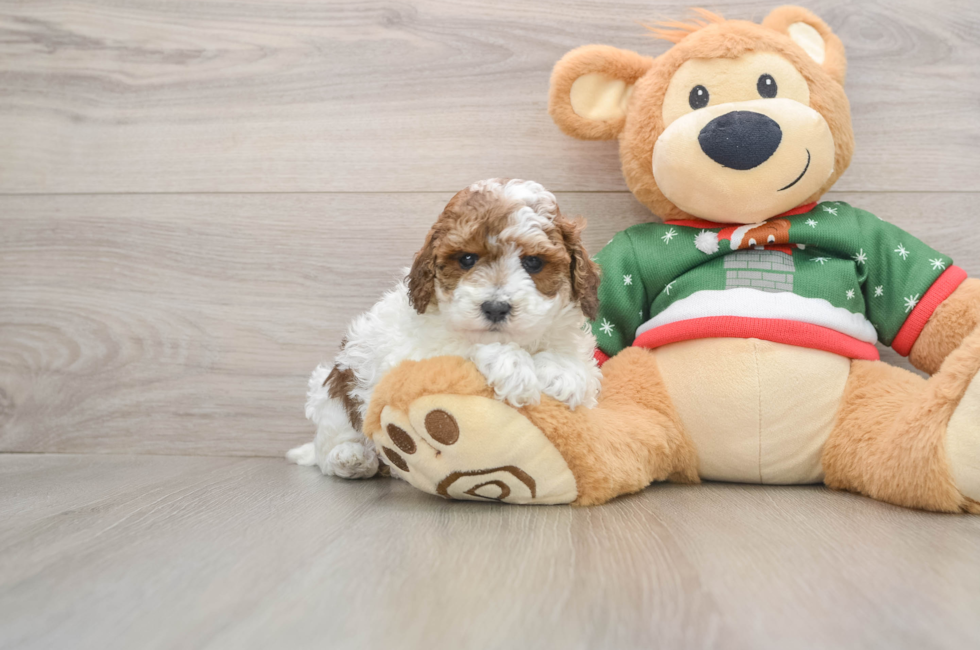 5 week old Poodle Puppy For Sale - Windy City Pups