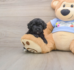 7 week old Poodle Puppy For Sale - Windy City Pups